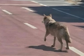 Thumbnail for 7059025