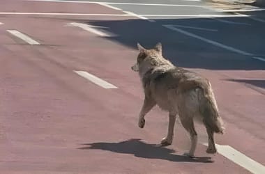 Thumbnail for 7059025