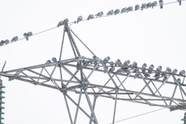 Thumbnail for 7059847