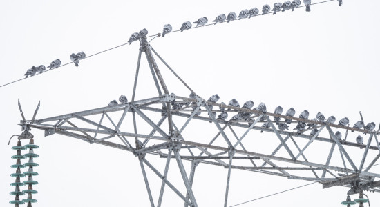 Thumbnail for 7059847