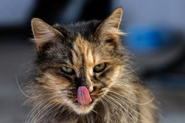 Thumbnail for 7061147