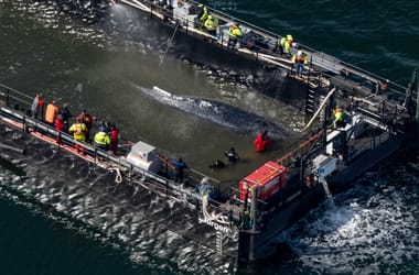 Thumbnail for 7061521