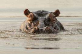 Thumbnail for 7061553