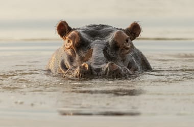 Thumbnail for 7061553