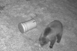 Thumbnail for 7063633