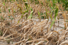 Thumbnail for 7063763