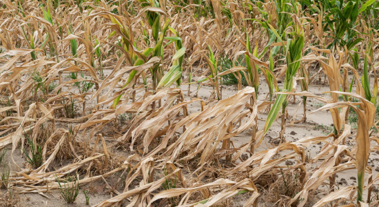 Thumbnail for 7063763