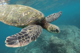 Thumbnail for 7302139