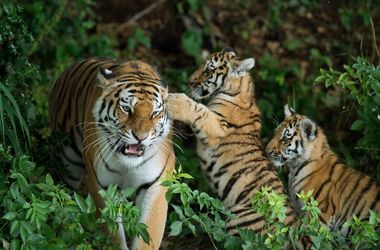 Thumbnail for 7304874